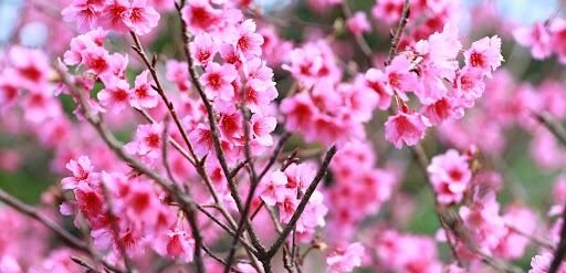 JTA琉球寒緋桜スタンプラリーキャンペーン