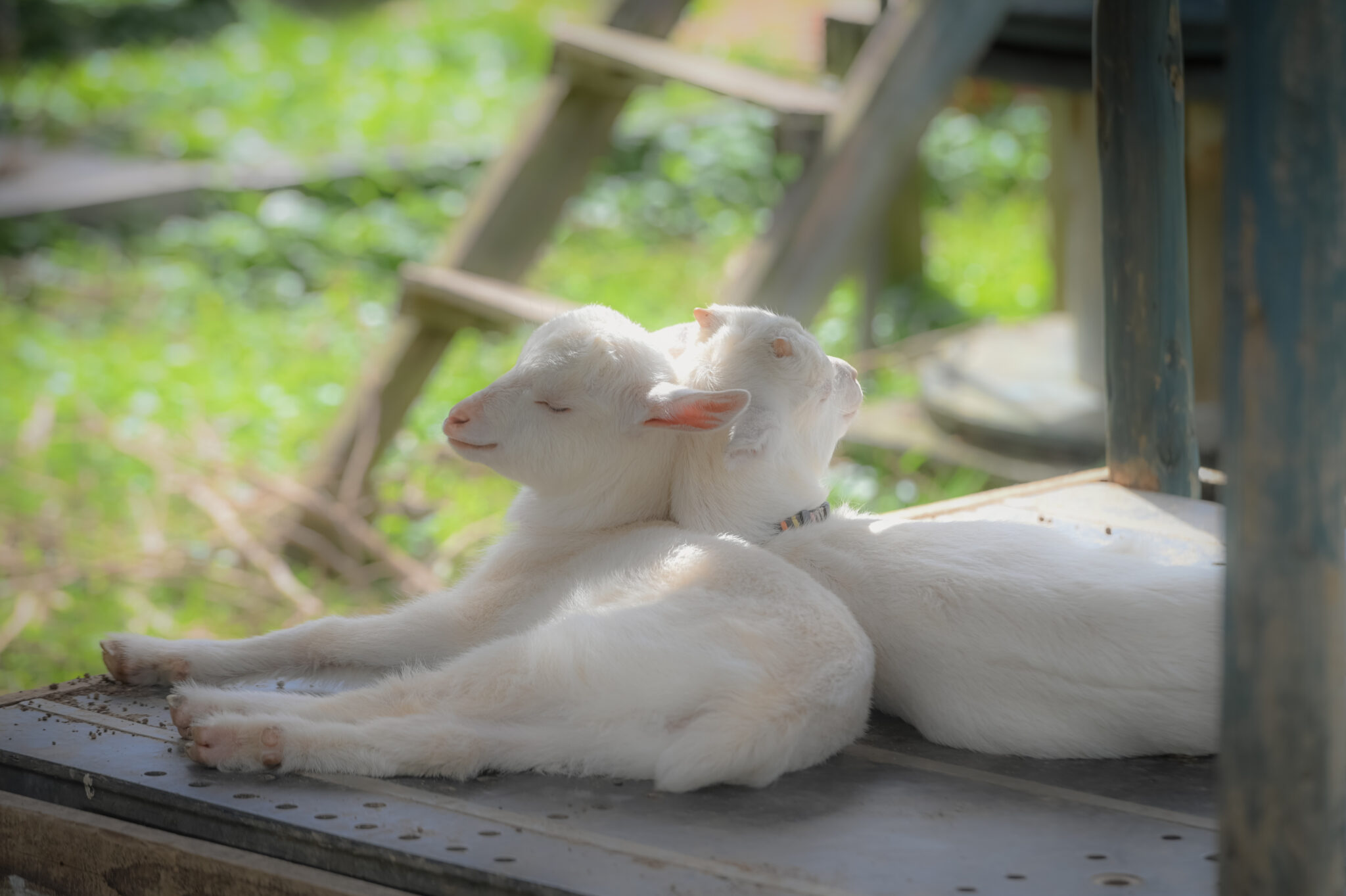 第38回Coralway写真コンテスト 入賞作品発表 | JTA日本トランス