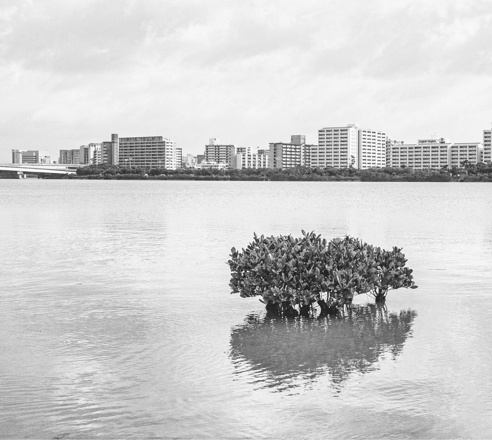 第38回Coralway写真コンテスト 入賞作品発表 | JTA日本トランス